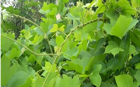 七夕寵妻狂魔就選它！二月風(fēng)雙有機(jī)野生葛根粉，健康又有文化味 