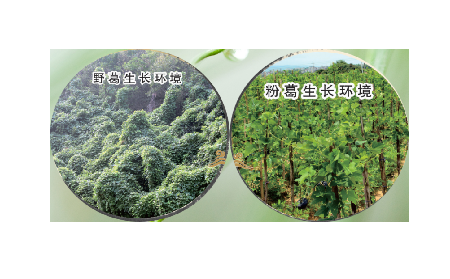 高學(xué)歷養(yǎng)生黨親測(cè)：這款雙有機(jī)野生葛根粉，憑什么成日常優(yōu)選？?